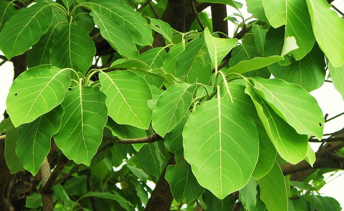 Tamil Nadu Treepedia